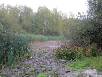 verschlammter See