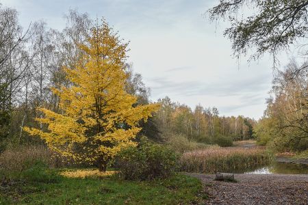 Gingko