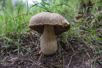 Pilz mit braunem Hut